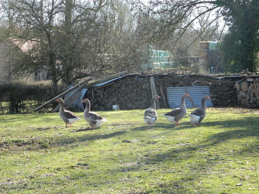 Meubles De Tourisme La Reserve Saint-Pierre-les-Bois Esterno foto